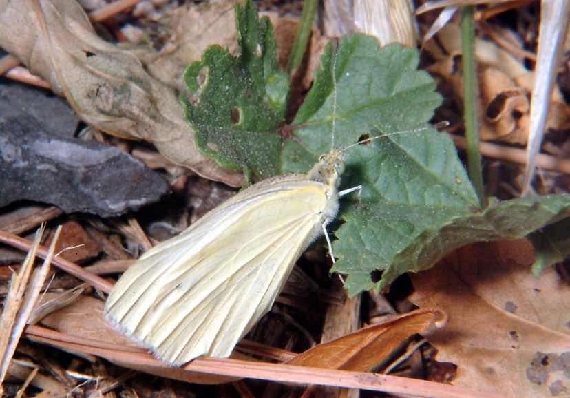 Semplicemente una piuma e Pieris rapae